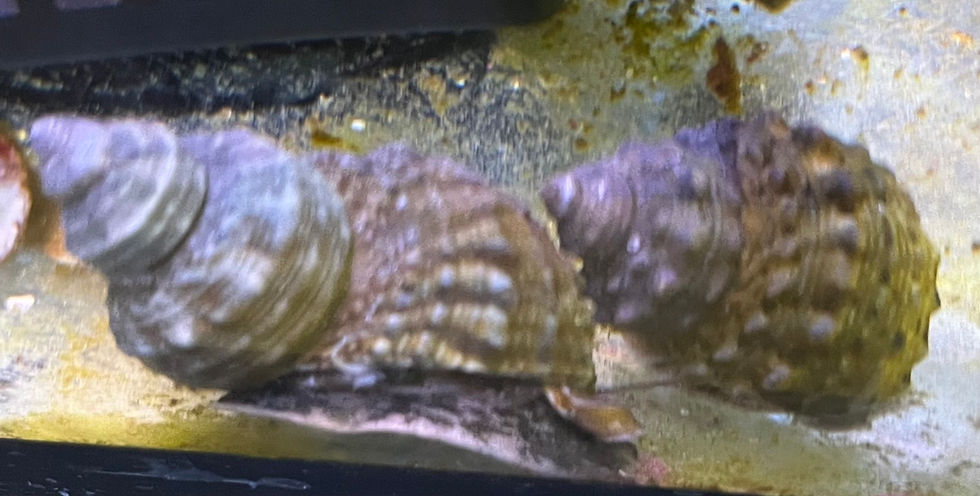 Mexican Turbo Snail
