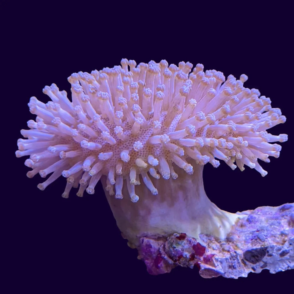 Toadstool Leather Coral