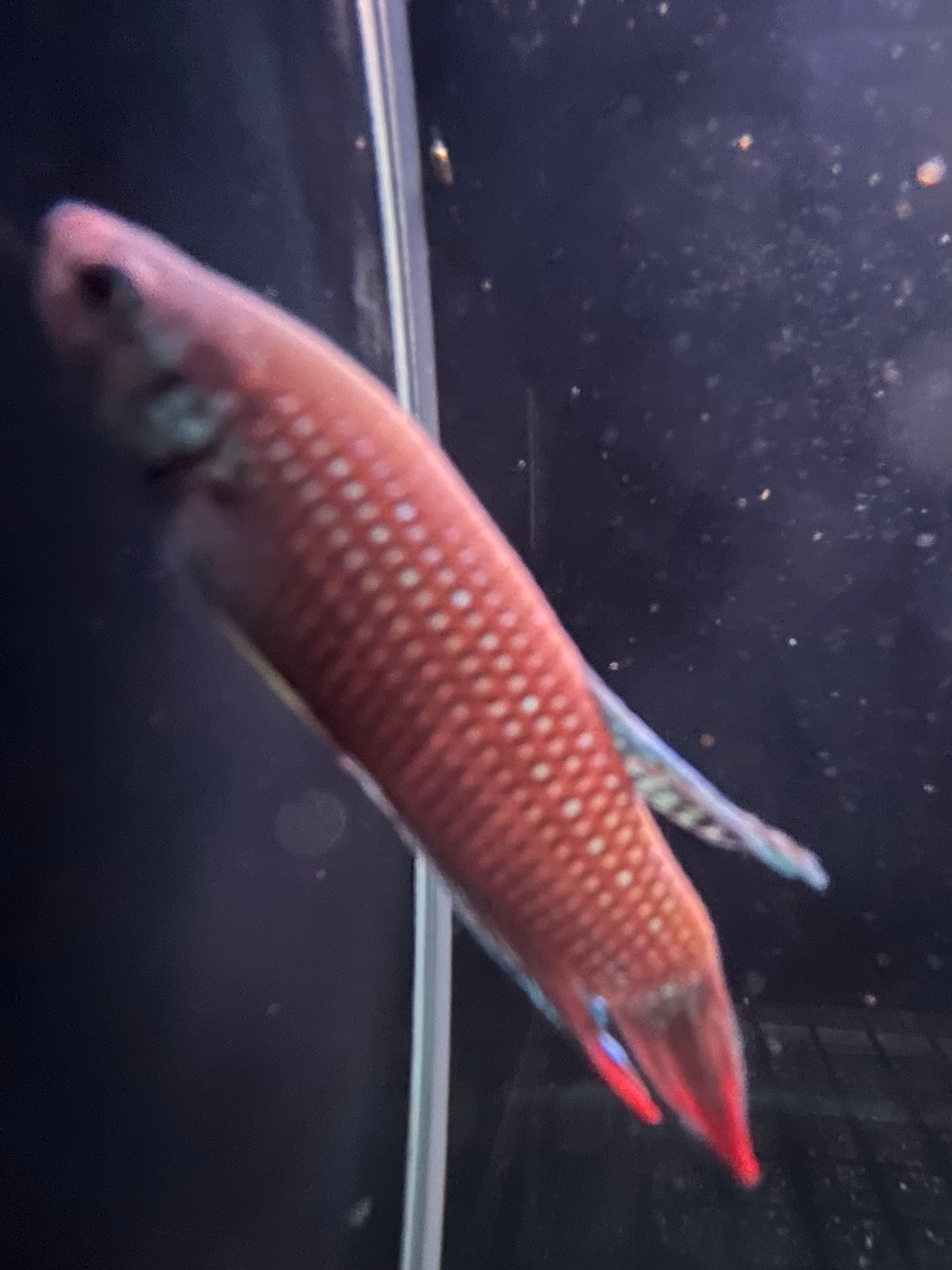 Imbellis Green Male Betta (Betta imbellis)