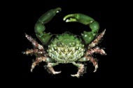 Emerald Crab