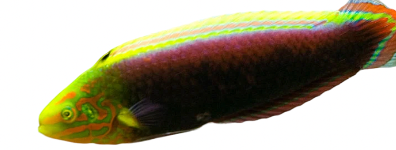 Radiant Wrasse