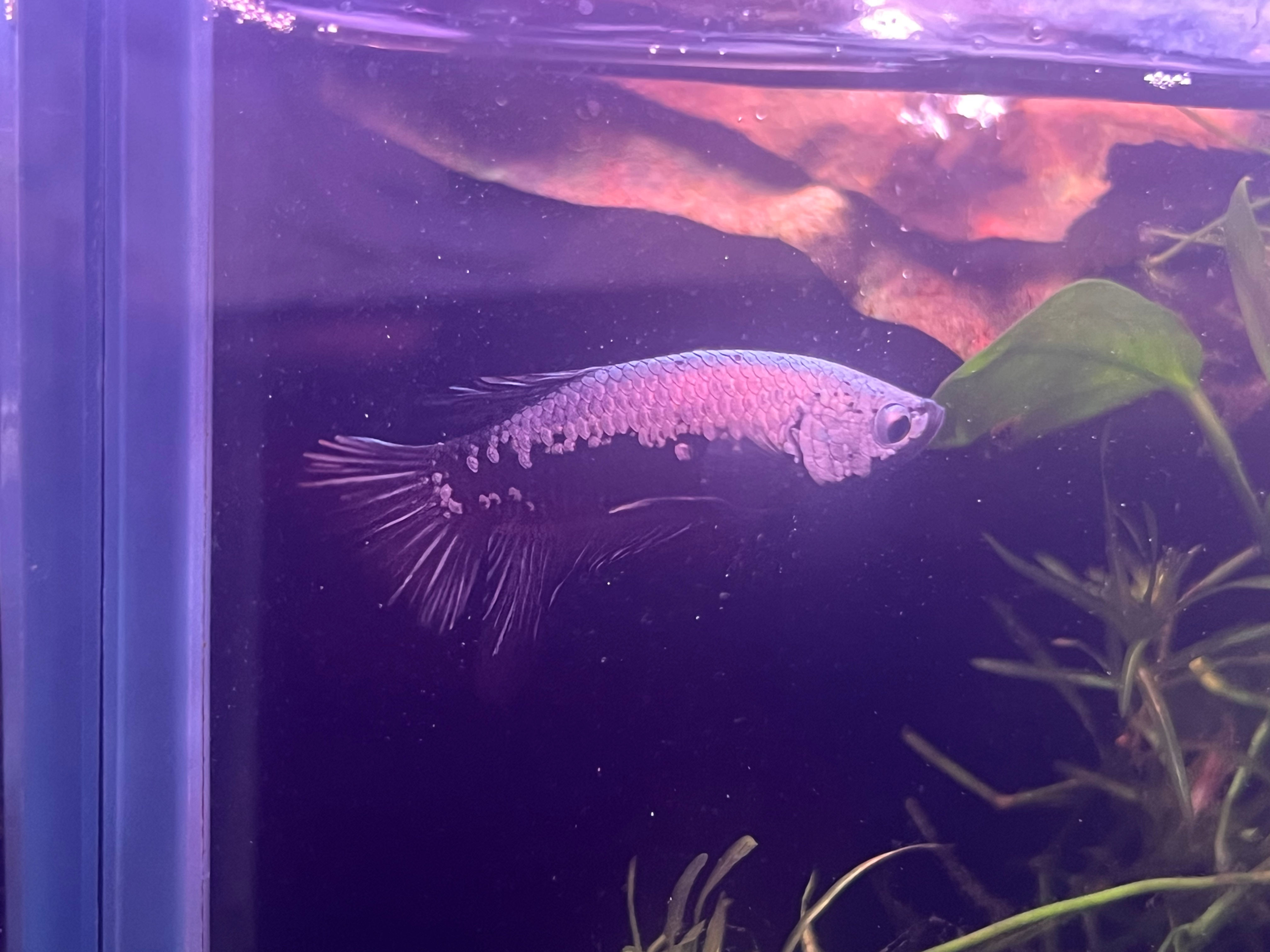 Betta splendens (Black Samurai Male Betta)