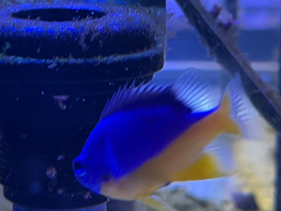 Thumbnail: Yellow Belly Damselfish