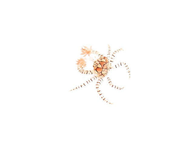 Pom Pom Anemone Crab