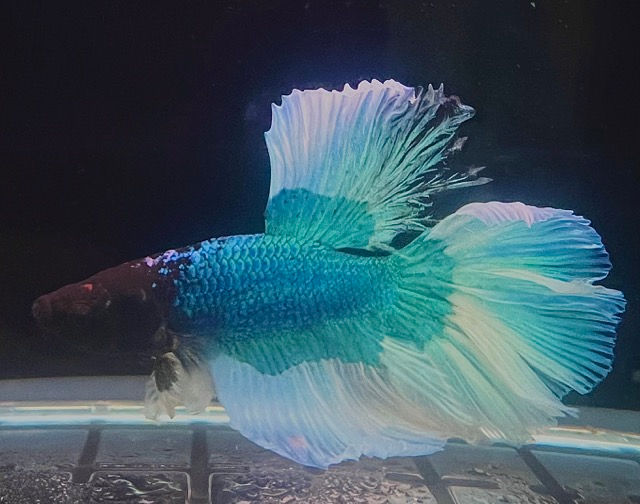 Betta Butterfly