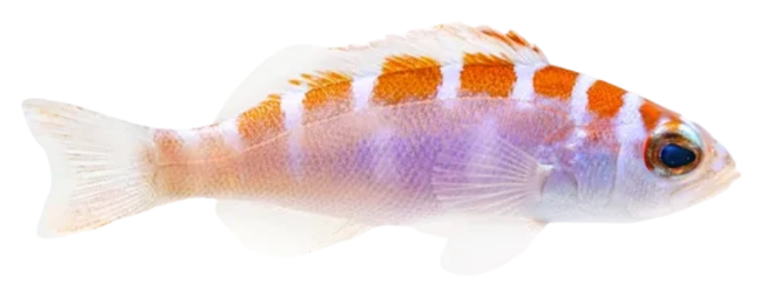 Chalk Basslet