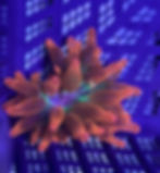 Rainbow Bubble Tip Anemone (BTA)