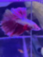 Assorted Male Halfmoon Betta