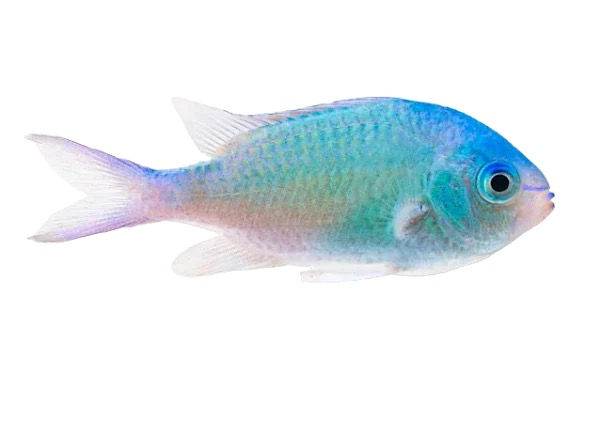 Green Chromis fish