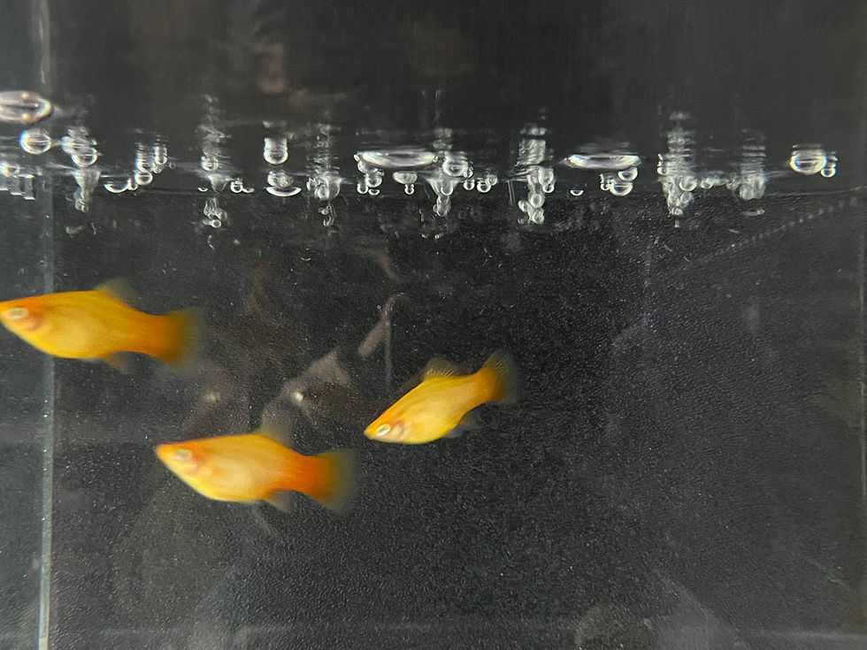 Miniature : Sunset Platy (Xiphophorus maculatus)