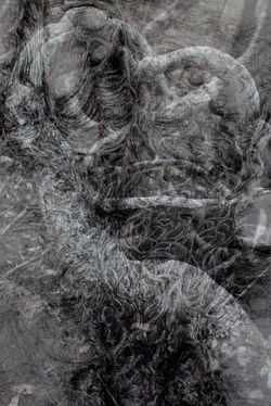 Coombabah Wetlands Project, Blue Carbon series