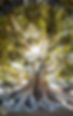 arbre.jpg