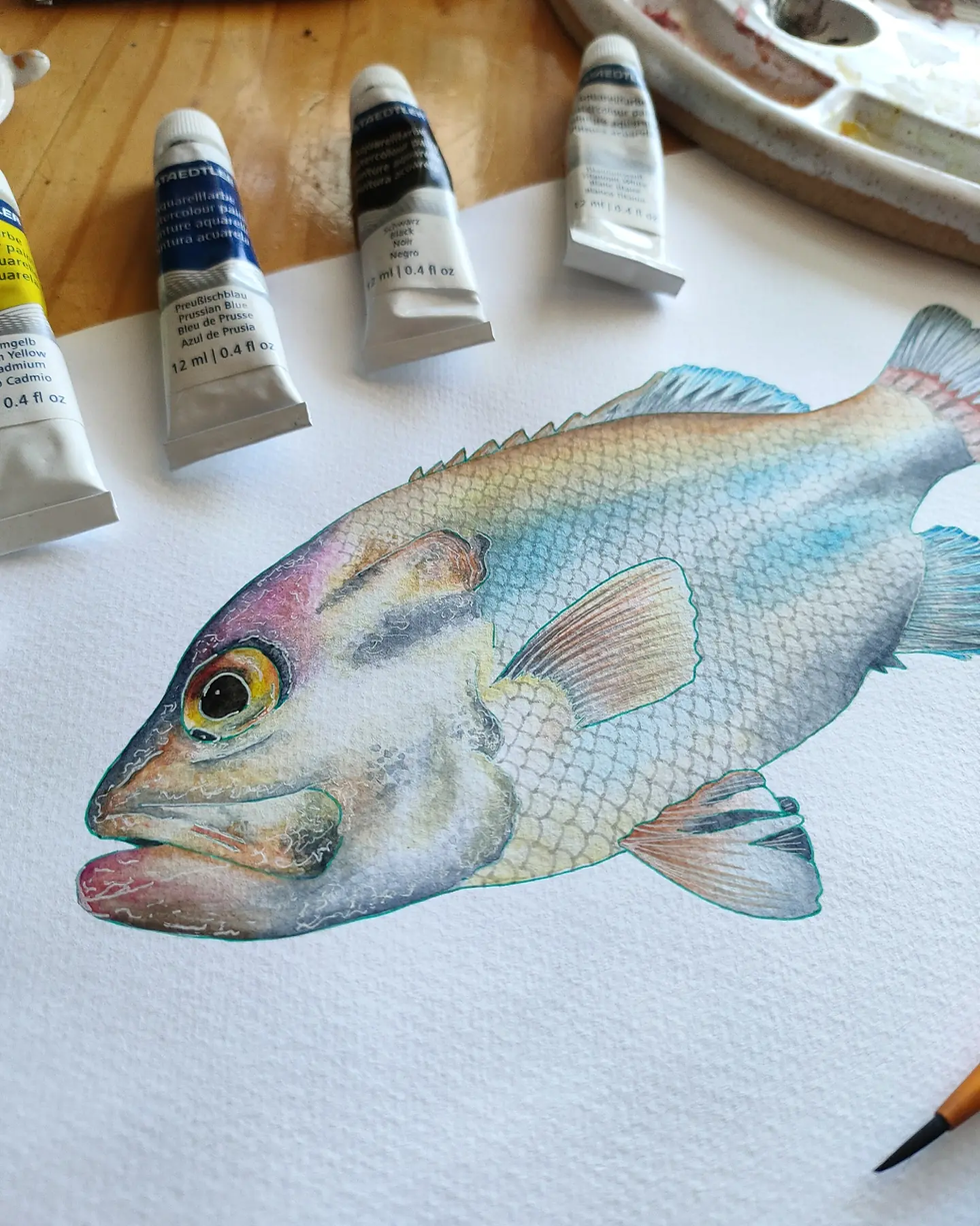 Thumbnail: Pearl Perch