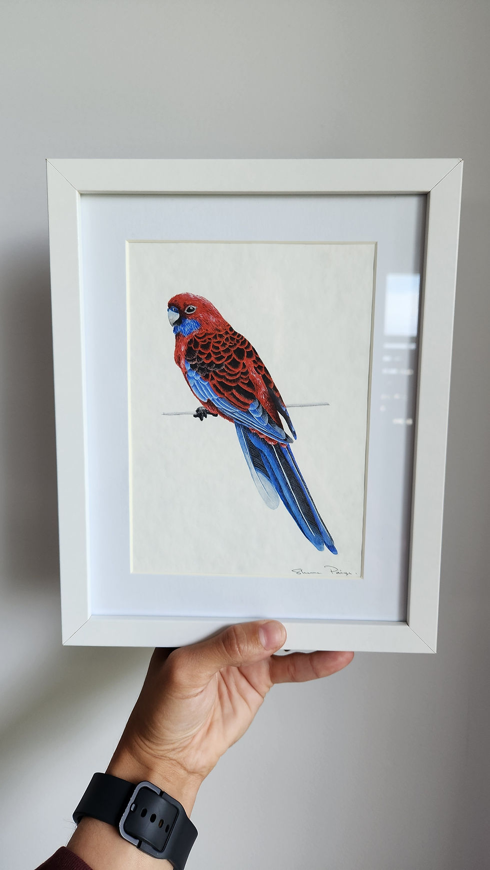 Thumbnail: Crimson Rosella