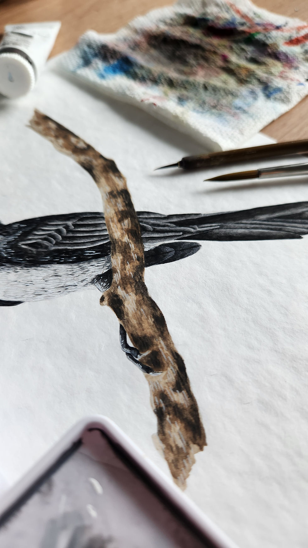 Thumbnail: Willie Wagtail
