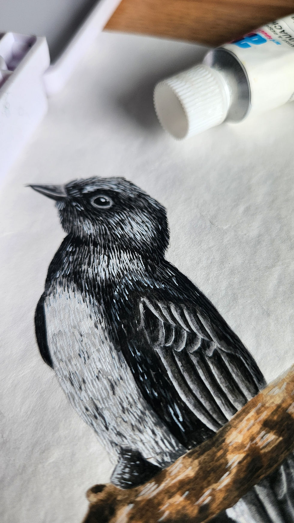 Thumbnail: Willie Wagtail