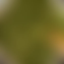 Another Post About Spinach (Vegan Palak Paneer)