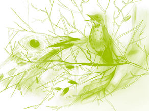 Lessons from Silent Spring: How to tell a story that changes the world