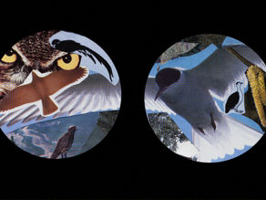 Rare Birds