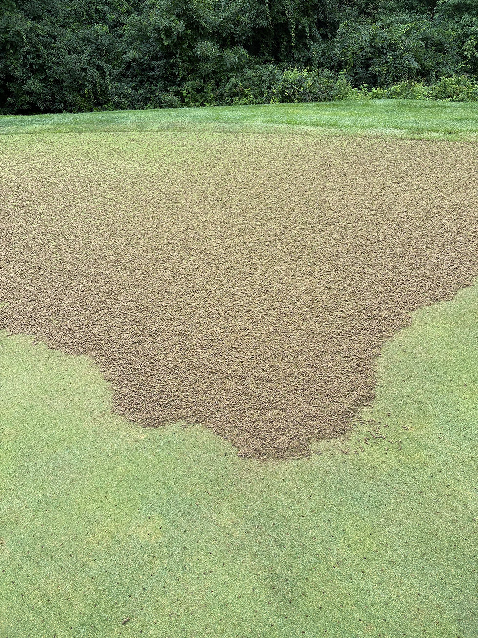 Thatch being blown off the green surface