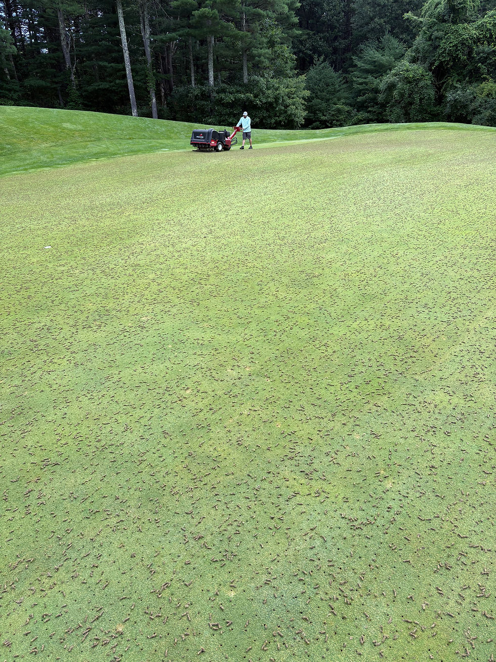 Assistant Michael Curtin performing a micro tine to the 7th green