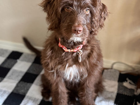Is an F1 Aussiedoodle Puppy the right fit for Your Family?