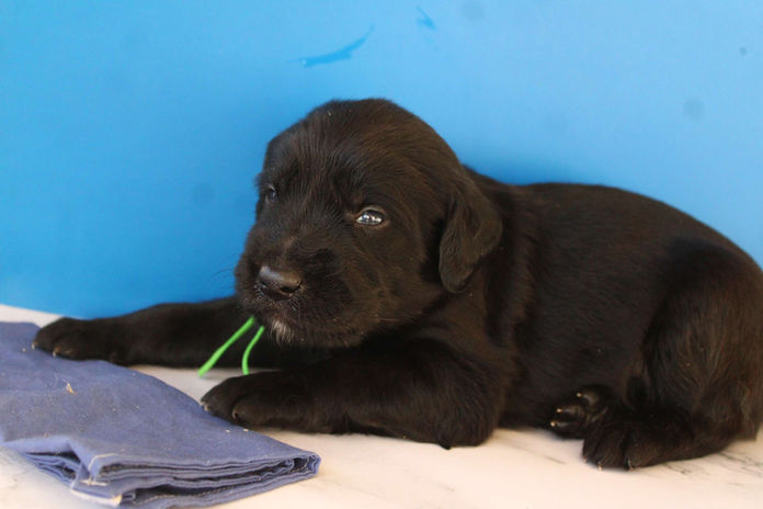 Black Standard F1 Labradoodle Puppy