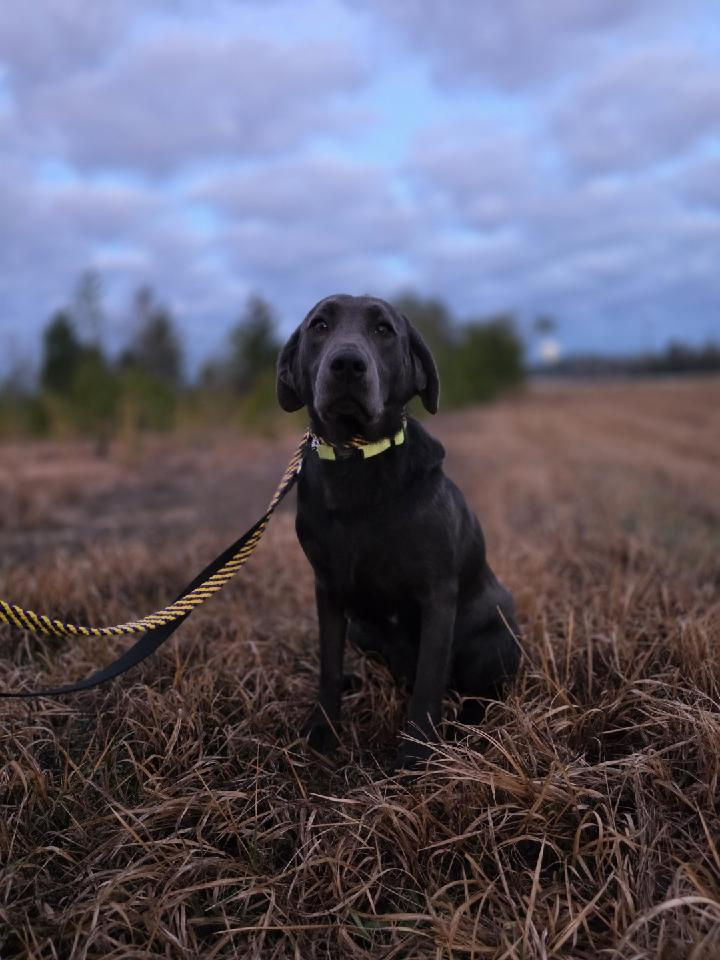 Nova