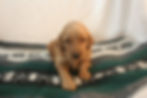 Jack, a cute Golden Goldendoodle Puppy