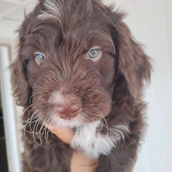 Brown Aussiedoodle Puppy