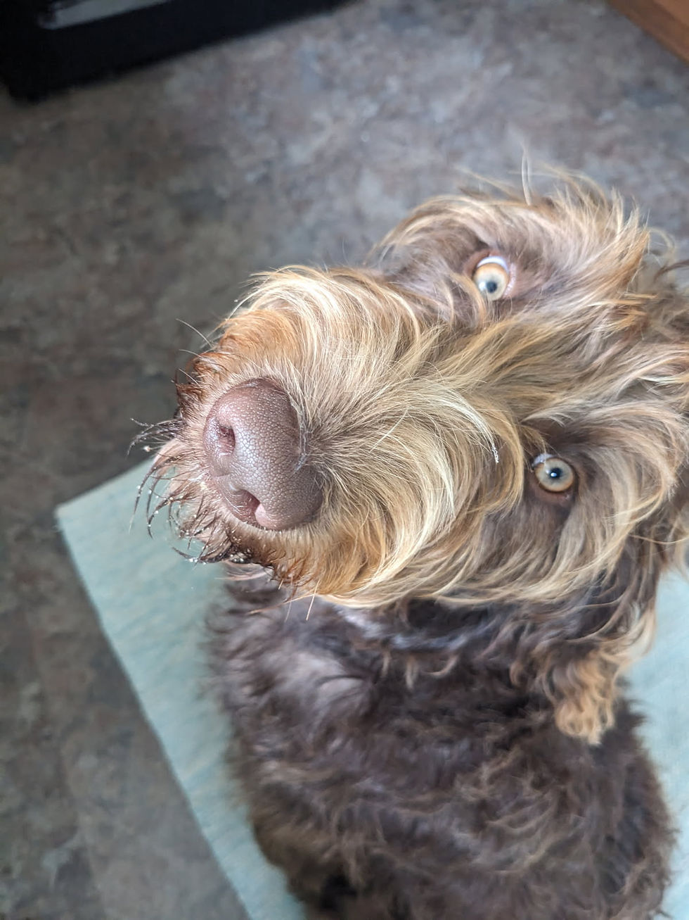 Chocolate F1 Labradoodle