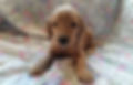 A 6 week old F1 Goldendoodle Puppy