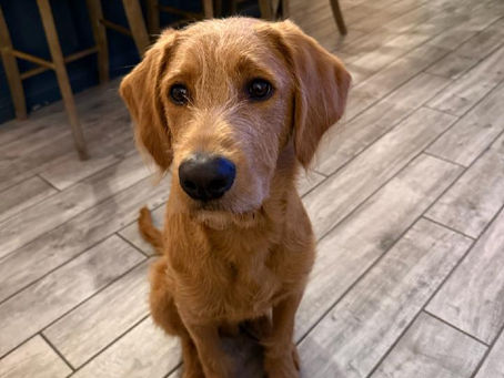 Labradoodle vs. Goldendoodle: Two Great Breeds, Which One is Right for You?