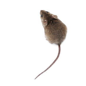 How to Keep Pests Out of your HVAC System