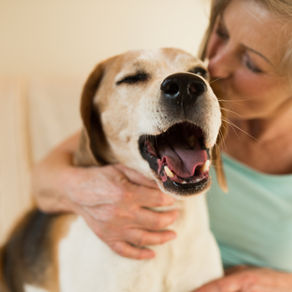 The Ideal House Temperature for Pets
