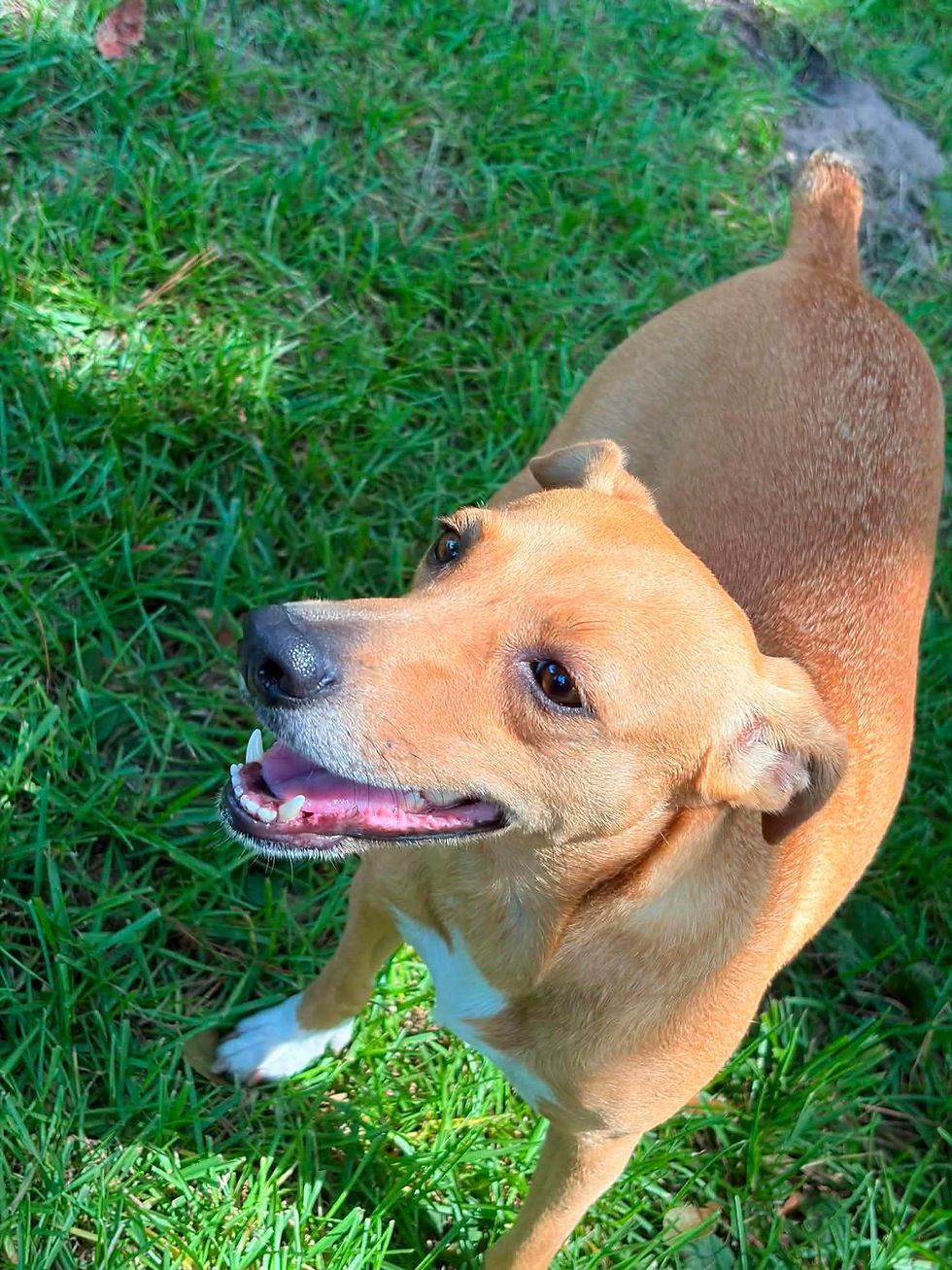 Honey adoptable dog
