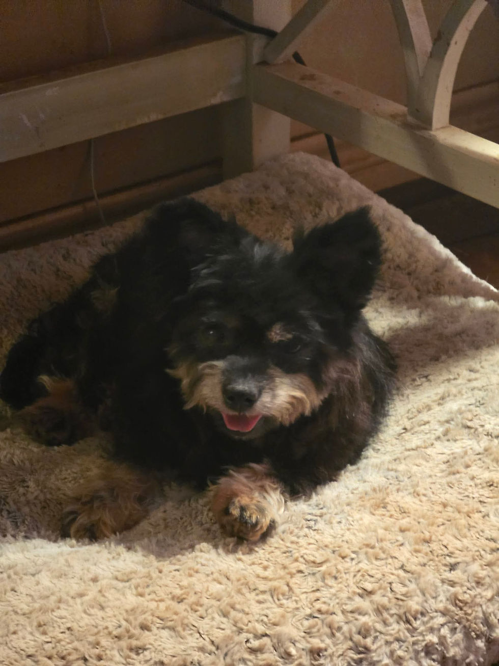 Precious adoptable dog