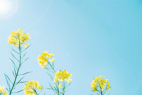 Prueba productos orgánicos de alta calidad