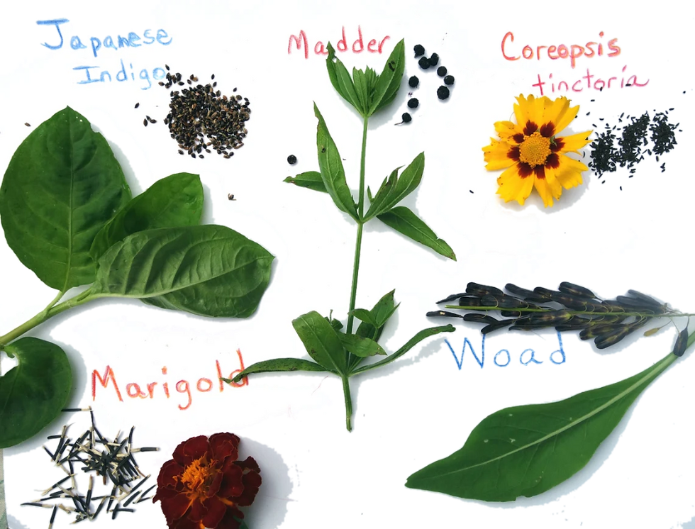 Thumbnail: plant-based vegan cruelty-free ingredient like calendula, chamomile and lavender