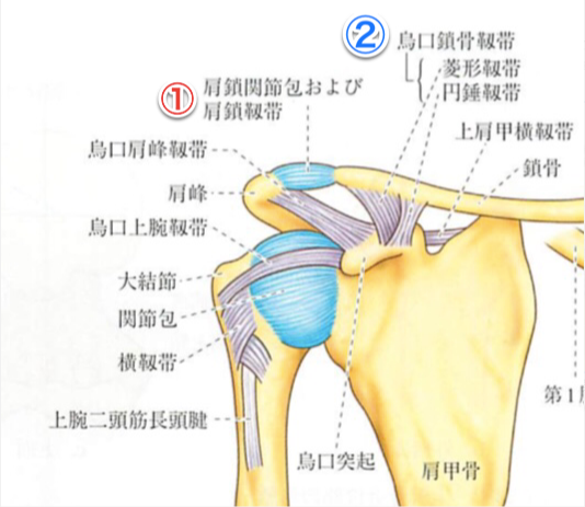 肩が痛い ぶつけた 新橋 虎ノ門 整骨院 内幸町 肩鎖関節脱臼