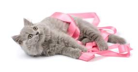 Outubro Rosa Pet – Prevenção do Câncer de Mama em cadelas e gatas e como a nutrição pode ajudá-las