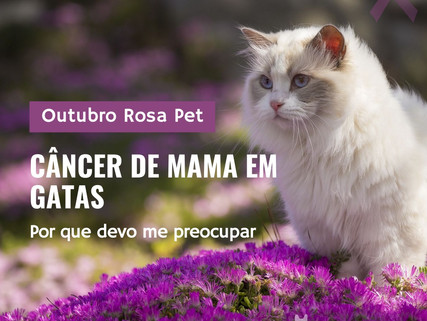 Tumor de mama em gatas: devo me preocupar?