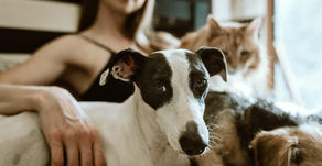 Eu e meu pet temos a mesma doença, o que isso pode ter a ver?