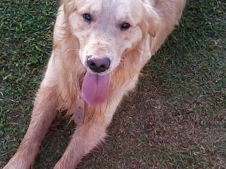 Marley da vida real, um cãozinho pra lá de inesquecível