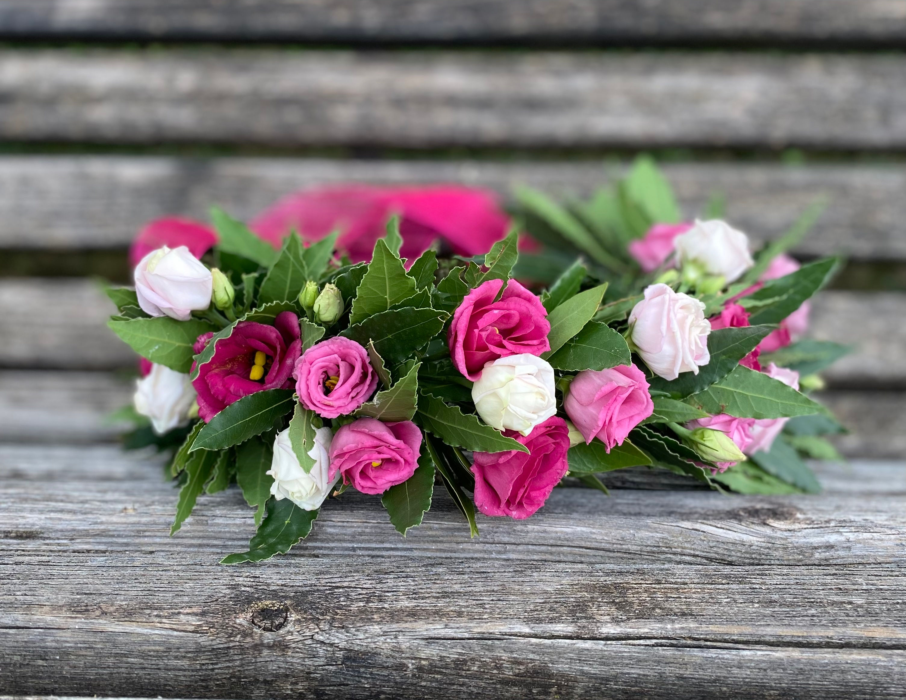 𝙲𝚘𝚛𝚘𝚗𝚌𝚒𝚗𝚊 𝚍𝚒 𝚕𝚊𝚞𝚛𝚎𝚊 𝚛𝚘𝚜𝚊