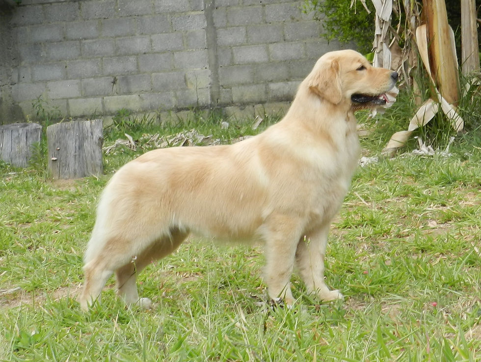 Maia