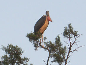 Farewell to Nakivale: Maniriho (God is With You)