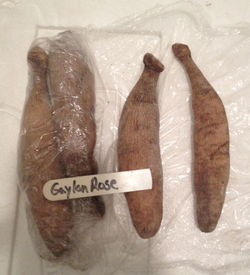 tubers 2017-02-25 002