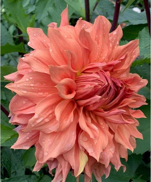 Sherwood's Peach