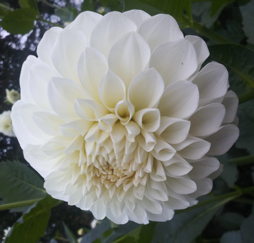 Brookside Snowball | DahliaDel.com